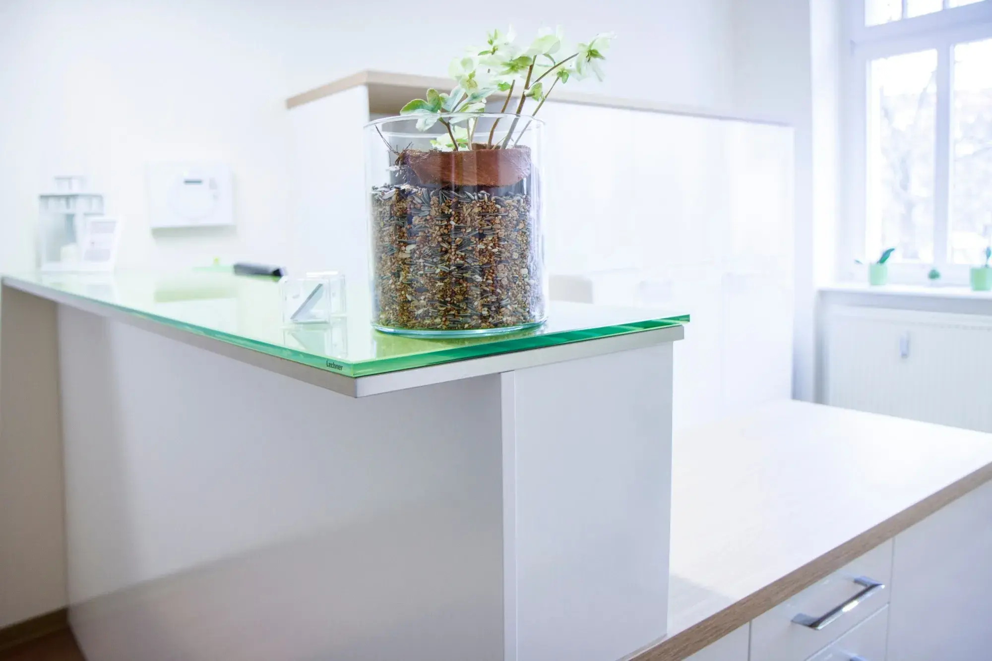 Praxistheke mit gläsernen Oberfläche und eine Pflanze als Dekoration.